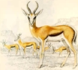 National animal: springbok