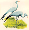 Blue crane