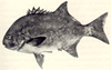 National fish: galjoen