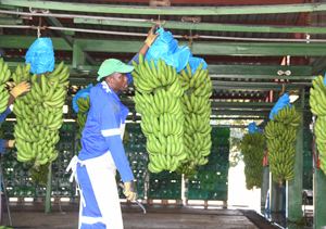 Small-scale farmers